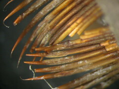Pectinariidae