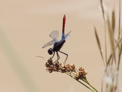 Planiplax erythropyga