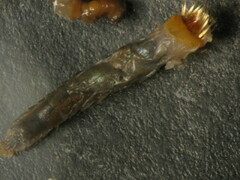 Pectinariidae