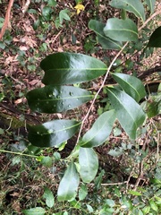 Loeseneriella barbata