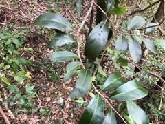 Loeseneriella barbata