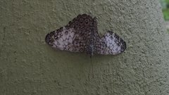 Hamadryas amphichloe