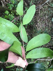 Loeseneriella barbata