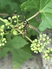 Polistes dominula