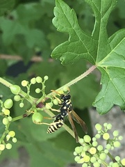 Polistes dominula