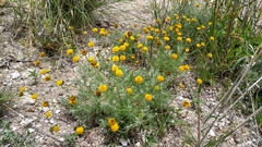 Thymophylla setifolia