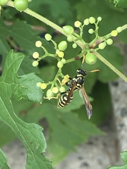 Polistes dominula