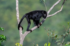 Alouatta belzebul