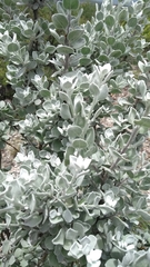 Leucophyllum