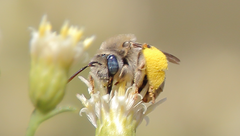 Melissoptila chilena