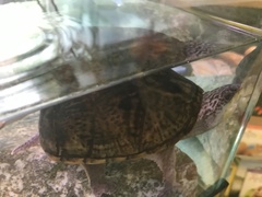Malaclemys terrapin tequesta