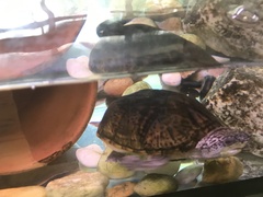Malaclemys terrapin tequesta
