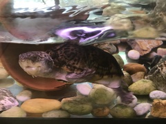 Malaclemys terrapin tequesta