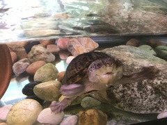 Malaclemys terrapin tequesta