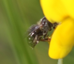 Osmia parietina