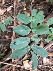 Derris involuta