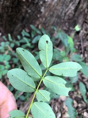 Derris involuta