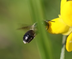 Osmia parietina