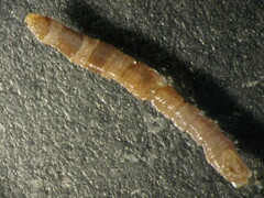 Maldanidae