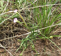 Ipomoea cristulata