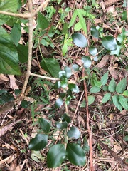 Psydrax odorata buxifolia