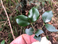 Psydrax odorata buxifolia