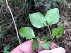 Psydrax odorata buxifolia