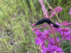 Proserpinus flavofasciata
