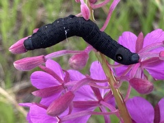 Proserpinus flavofasciata