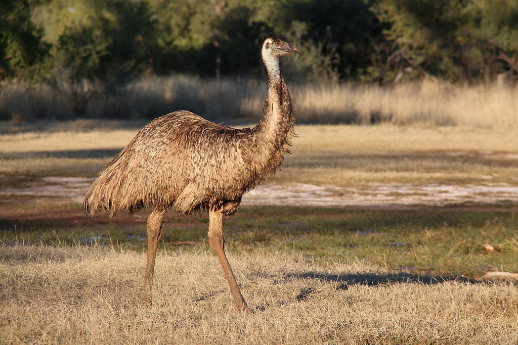 Emu from Cunnamulla QLD 4490, Australia on August 30, 2014 at 05:19 PM ...