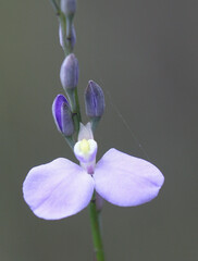 Comesperma defoliatum