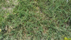 Juniperus horizontalis