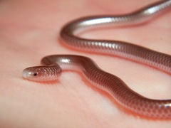 Rena humilis humilis