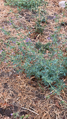 Medicago sativa