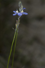 Comesperma defoliatum