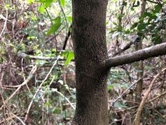 Siphonodon australis