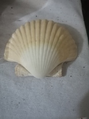 Pecten