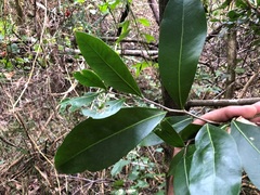 Siphonodon australis