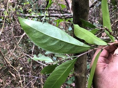 Siphonodon australis
