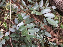 Derris involuta