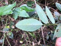 Derris involuta