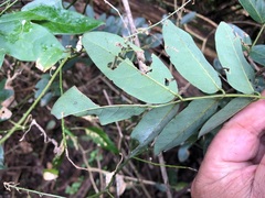 Derris involuta