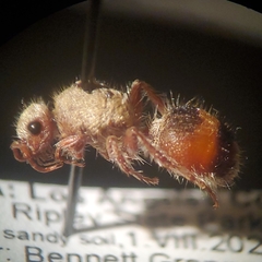 Dasymutilla monticola