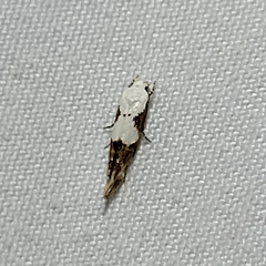 Mompha circumscriptella