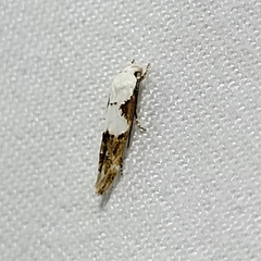 Mompha circumscriptella