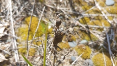 Castilleja sessiliflora
