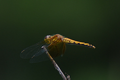 Sympetrum semicinctum