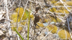 Castilleja sessiliflora