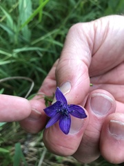 Aconitum delphiniifolium