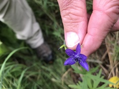 Aconitum delphiniifolium